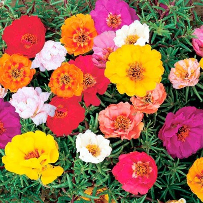 FLORICULTURE GREENS Seeds Plants Garden Portulaca / 9 o'clock Flower Mix Colours Seeds F1 Hybrid Seeds Pack Seed(80 per packet)
