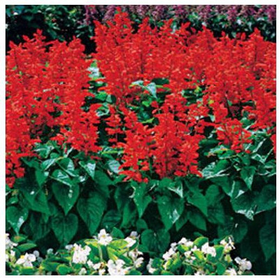 Paudha SALVIA BONFIRE Seed(10 per packet)