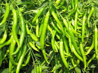 modernseed Green Chilli Seed(150 per packet)