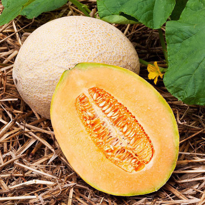 Mozetto Musk Melon Seed(55 per packet)