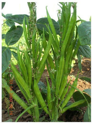 Paudha CLUSTER BEANS Seed(25 per packet)