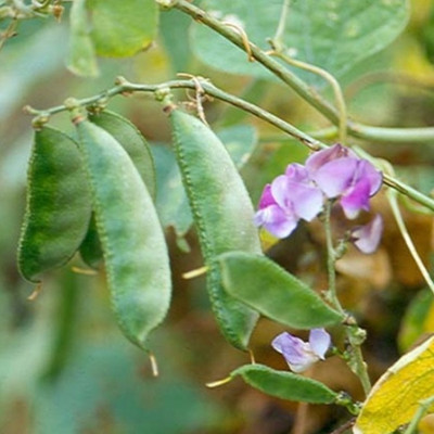 Paudha Dolichos Seed(27 per packet)