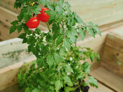 XOLDA Cherry Tomato Seed(25 per packet)