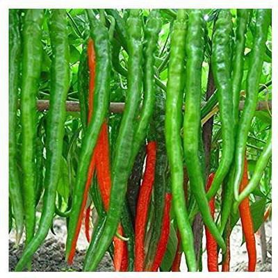 ginnienterpris GREEN CHILLI Seed(170 per packet)