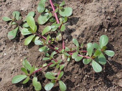 Paudha KULFA Seed(10 per packet)