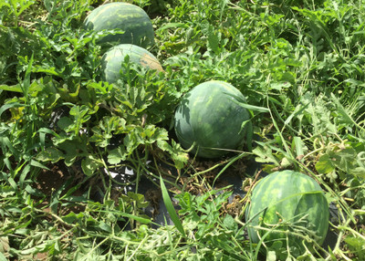 Mozetto Water Melon Seed(55 per packet)