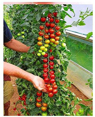 ME Traders CHERRY TOMATO Seed(50 per packet)