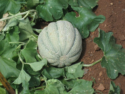 XOLDA Muskmelon Seed(36 per packet)