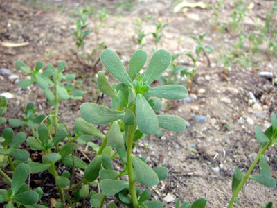Paudha KULFA Seed(10 per packet)