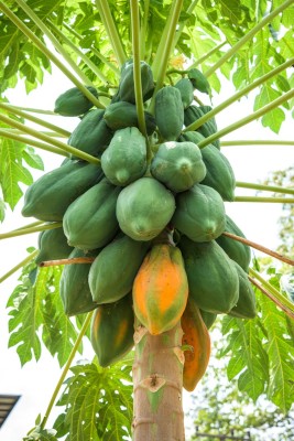 abiswas Red lady papaya original Seed(1500 per packet)