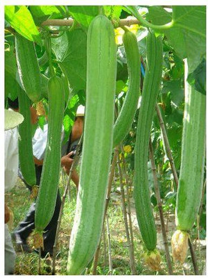 Paudha BOTTLE GOURD Seed(25 per packet)