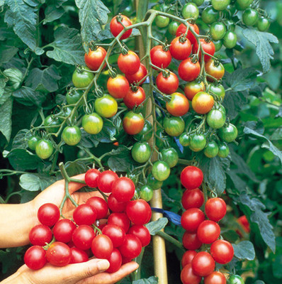 ALPINE HYBRID SEEDS CHERRY TOMATO Seed(50 per packet)