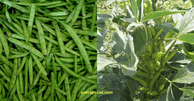 Paudha CLUSTER BEANS Seed(10 per packet)