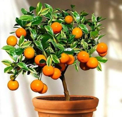 FRESHO Imported Organic Bonsai Delicious Orange Plant Seed(140 Seeds) Seed(140 per packet)
