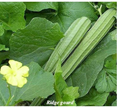 Mozetto Ridge Gourd Seed(25 per packet)
