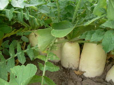 Paudha RADISH Seed(10 per packet)