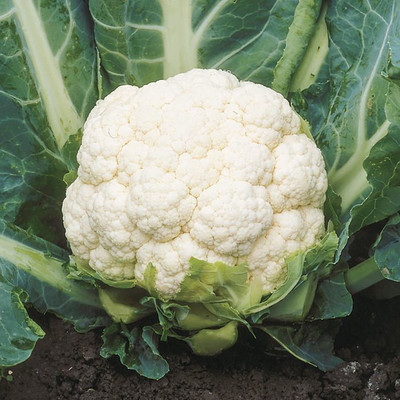 PLANTZON CauliFlower Hybrid Seed(20 per packet)