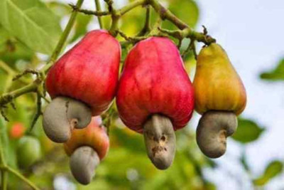 SHOP 360 GARDEN Anacardium occidentale / Cashew nut apple / Kaju Tree Seeds For Planting - Pack of 5 Seeds Seed(5 per packet)