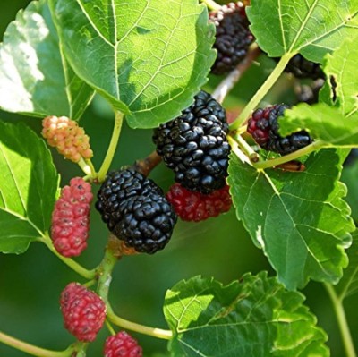 SHOP 360 GARDEN Morus indica, Shahtoot, Black Mulberry Fruit Seeds For Growing - Pack of 100 Seeds Seed(100 per packet)