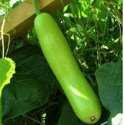 Pihu loki Seed(60 per packet)