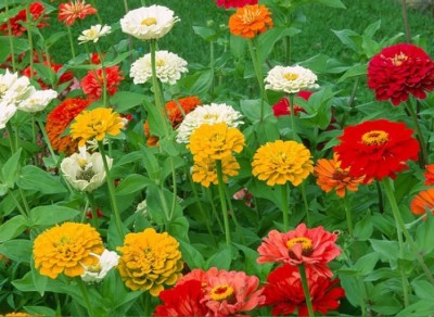 SimXotic Zinnia Liliput Flowers Summerking - Pack of 40 Seeds Premium Quality Seed(40 per packet)