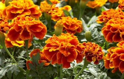 R-DRoz Marigold French Quality Flowers Seeds - Pack of 50 Seeds Premium Quality Seed(50 per packet)