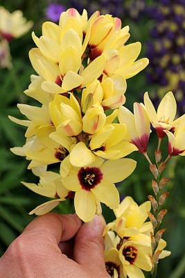 LIVE GREEN `Ixia/African Corn Lily Yellow Imported Flower Bulbs Good Germination – Pack of 10 Bulbs Seed(10 per packet)