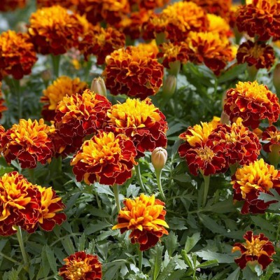 R-DRoz Marigold French Top Quality Flowers Seeds - Pack of 50 Seeds Premium Quality Seed(50 per packet)