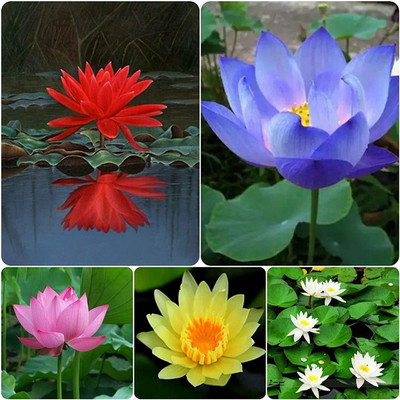 SHOP 360 GARDEN Mixed lotus seeds for growing - Pack of 20 Seeds Seed(20 per packet)