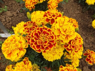R-DRoz Marigold French Flowers Seeds - Pack of 50 Seeds Premium Quality Seed(50 per packet)