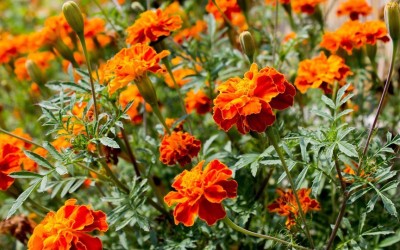 R-DRoz Marigold French Classic Flowers Seeds - Pack of 50 Seeds Premium Quality Seed(50 per packet)
