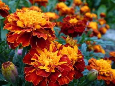R-DRoz Marigold French Flowers Seeds For Home Garden - Pack of 50 Seeds Premium Quality Seed(50 per packet)