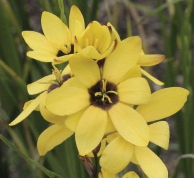 LIVE GREEN Ixia/African Corn Lily Yellow Imported Flower Bulbs Good Germination – Pack of 25 Bulbs Seed(25 per packet)