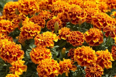 R-DRoz Marigold French Exotic Flowers Seeds - Pack of 50 Seeds Premium Quality Seed(50 per packet)
