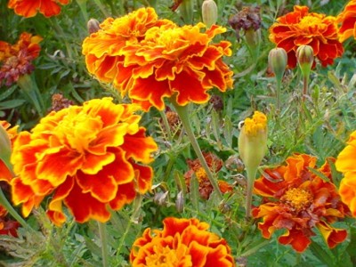 R-DRoz Marigold French Premium Flowers Seeds - Pack of 50 Seeds Premium Quality Seed(50 per packet)