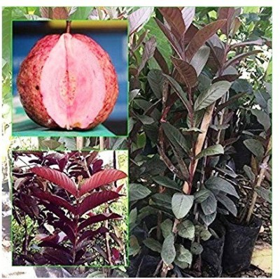 Grinian Guava Plant(Hybrid, Pack of 1)