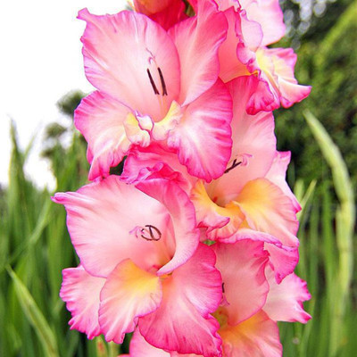 LIVE GREEN Gladiolus/Sword Lily pink Imported Flower Bulbs - Pack of 15 Bulbs Seed(15 per packet)