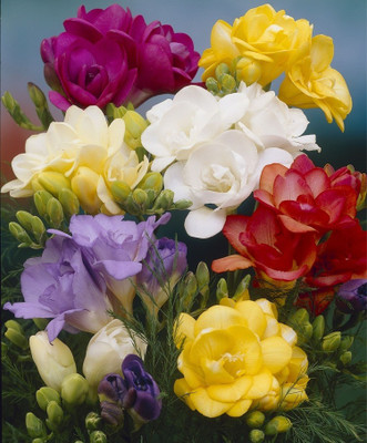 LIVE GREEN Freesia Seed(40 per packet)