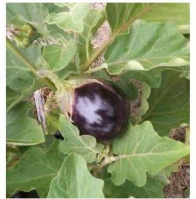 FRESHO BRINJAL Seed ( Seed(20 per packet)