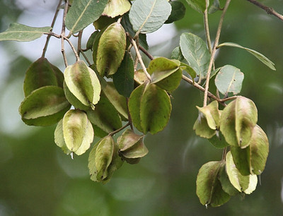 SHOP 360 GARDEN Terminalia arjuna, Arjun tree Seeds For Growing - Pack of 5 Seeds Seed(5 per packet)