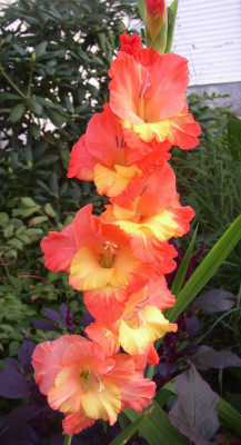 LIVE GREEN Gladiolus/Sword Lily bio colour Imported Flower Bulbs - Pack of 10 Bulbs Seed(10 per packet)