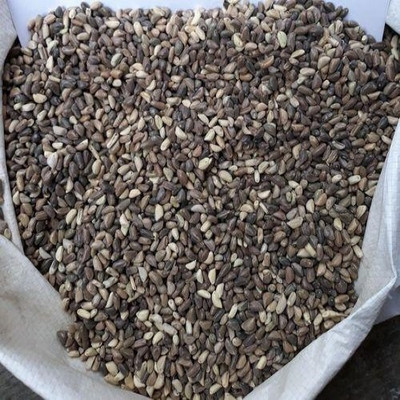 syed garden NAPIER GRASS ELEPLANT GRASS SEED Seed(100 per packet)