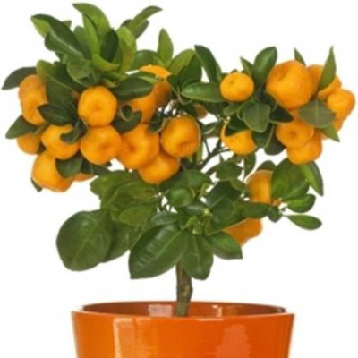 FRESHO Imported Bonsai Organic Potted/Balcony Orange Tree Seed(100 Seeds) Seed(20 per packet)