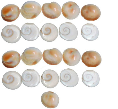 Saptraag Gomti Chakra (21 pc, 1.5 cm) Stoneware Yantra(Pack of 1)