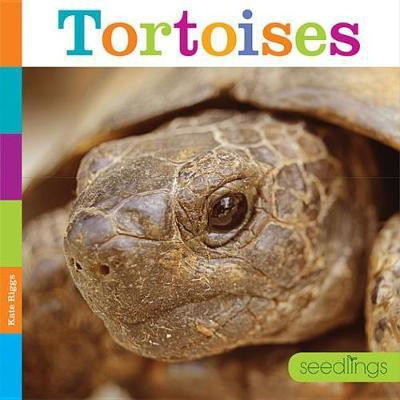 Tortoises(English, Paperback, Riggs Kate)