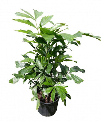 Green World FISHTAIL PALM / CARYOTA URENS / MACHLI PALM ORNAMENTAL TREE SEEDS ( 1 KG SEEDS ) Seed(1000 per packet)