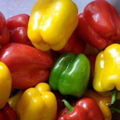 FRESHO Capsicum Seed(300 per packet)