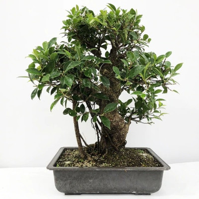 SHOP 360 GARDEN Bonsai Suitable Seeds - Ficus Retusa, Tiger Bark Ficus Seeds For Planting - Pack of 5 Grams Seeds Seed(5 per packet)