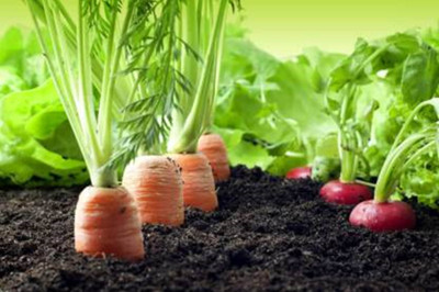 Qausain CARROT Seed(70 Seeds) Seed(70 per packet)