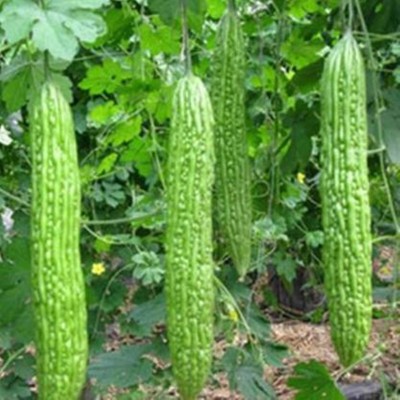 FRESHO BITTER GOURD Seed(100 per packet)